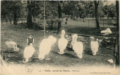 Paris (5e) Jardin des Plantes. Pelicans -
																					75005 Paris 5e
																			