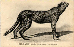 Paris (5e) Jardin des Plantes. Le Guepard -
																					75005 Paris 5e
																			