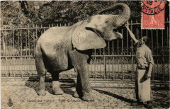Paris (5e) Jardin des Plantes. Toby Elephant d'Afrique -
																					75005 Paris 5e
																			