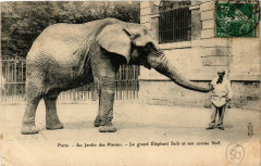 Carte postale ancienne Paris (5e) Au Jardin des Plantes. Le grand Elephant Saib
                                                                     à Paris 5e
                                
