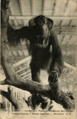 Paris (5e) Jardin des Plantes. Galerie des Singes Orang-Outang à Paris 5e
