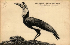 Paris (5e) Jardin des Plantes. Calaoo de terre -
																					75005 Paris 5e
																			