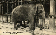 Paris (5e) Jardin des Plantes. L'Elephant à Paris 5e