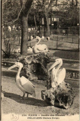 Paris (5e) Jardin des Plantes. Pelican blanc à Paris 5e
