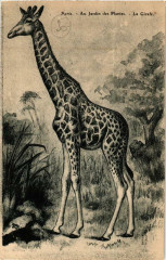 Paris (5e) Au Jardin des Plantes. La Giraffe à Paris 5e