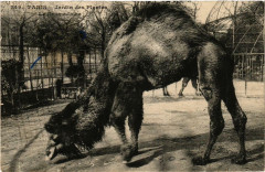 Paris (5e) Jardin des Plantes. Le Dromadaire -
																					75005 Paris 5e
																			