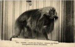 Paris (5e) Jardin des Plantes. Galerie des Singes Theropithecus à Paris 5e