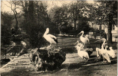 Paris (5e) Jardin des Plantes. Les Pelicans -
																					75005 Paris 5e
																			
