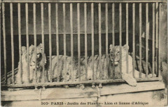 Paris (5e) Jardin des Plantes - Lion et lionne d'Afrique à Paris 5e