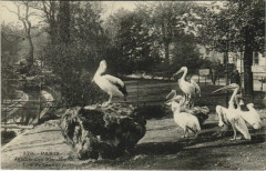 Paris (5e) Jardin des Plantes - Les Pelicans -
																					75005 Paris 5e
																			