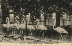 Paris (5e) Jardin des Plantes - Le Flamants roses -
																					75005 Paris 5e
																			