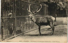 Paris (5e) Muséum d'Histoire Naturelle - Cerf Rusa à Paris 5e