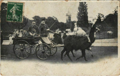 Carte postale ancienne La Voiture aux Lamas - Jardin Zoologique d'Acclimatation de Paris
                                                                     à Neuilly-sur-Seine
                                