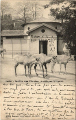 Paris (5e) Jardin des Plantes - Antilopes Nilgaut à Paris 5e