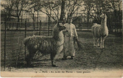Carte postale ancienne Paris (5e) Au Jardin des Plantes - Lama guanaco
                                                                     à Paris 5e
                                