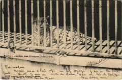 Paris (5e) Jardin des Plantes - Panthere à Paris 5e