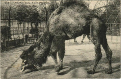 Paris (5e) Jardin des Plantes - Le Dromadaire -
																					75005 Paris 5e
																			