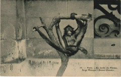 Paris (5e) Au Jardin des Plantes - Singe Macaque Bonnet Chinois -
																					75005 Paris 5e
																			