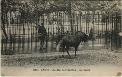 Paris (5e) Jardin des Plantes - Le Gnou -
																					75005 Paris 5e
																			