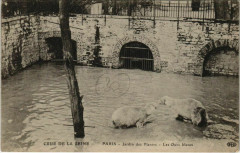 Carte postale ancienne Paris 5e - Jardin des Plantes - Les Ours blancs
                                                                     à Paris
                                