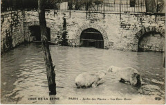 Carte postale ancienne Paris 5e - Jardin des Plantes - Les Ours blancs
                                                                     à Paris
                                