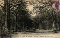 Foret de Senart - Chemin du Chene d'Antin