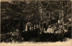 Fontainebleau - La Foret Vallée d'Apremont à Fontainebleau