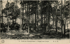 Foret de Fontainebleau - Gorges aux Loups à Fontainebleau