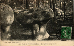 Foret de Fontainebleau - Champignon d'Apremont à Fontainebleau