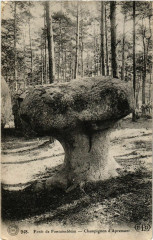 Foret de Fontainebleau - Champignon d'Apremont à Fontainebleau