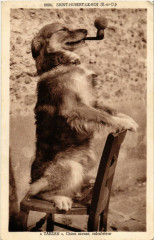 Saint-Hubert-le-Roi - Tarzan Chien savant calculateur