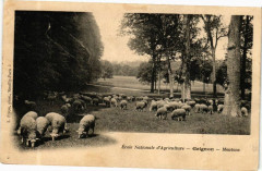 Ecole Nationale d'Agriculture - Grignon - Moutons
