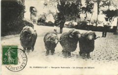 Rambouillet-Bergerie Nationale-Un Groupe de Beliers à Rambouillet