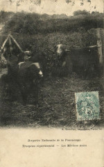 Bergeries Nationales de la Pommeraie-Troupheau experimental -
													78 Yvelines
												