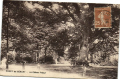 Foret de Sénart-Le Chéne Prieur