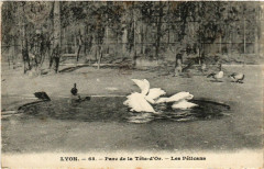 Lyon-Parc de la Tete d'Or Les Pelicans à Lyon
