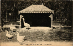Lyon-Parc de la Tete d'Or Les Pelicans à Lyon
