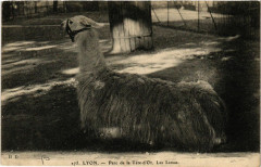 Lyon-Parc de la Tete d'Or Les Lamas à Lyon