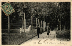 Lyon-Parc de la Tete d'Or Les Lamas à Lyon