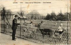 Lyon-Parc de la Tete d'Or Les Daims à Lyon