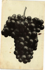 Grappe de Raisin