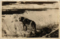 Chien du Gd. Saint-Bernard