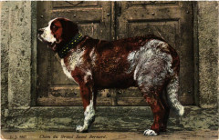 Chien du Grand Saint-Bernard