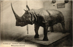Marseille Museum d'Histoire Naturelle Rhinoceros unicorne à Marseille