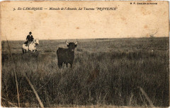 En Camargue - Manade de l'Amaree