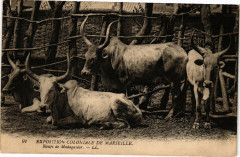 Marseille - Baufs de Madagascar à Marseille