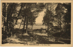 Porquerolles Un Sous Bois