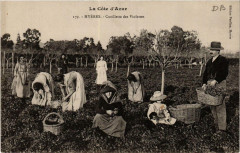 La coté d'Azur Hyeres Cueillette des Violettes à Hyères