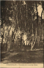 Porquerolles Saous-Bois de la Route des Medes