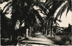 Les Lecques Avenue des Palmiers